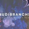 Page-1-Nudibranch-Banner-jpg.jpg